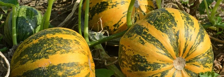 Drei Kürbisse im Beet